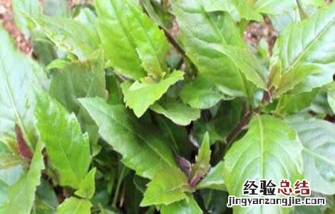 补血菜怎么种 补血菜怎么种植