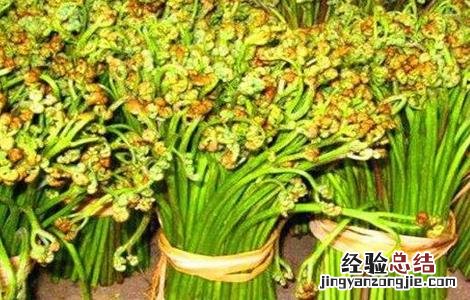 蕨菜的田间管理要点有哪些 蕨菜的田间管理要点