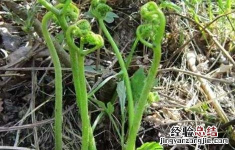 蕨菜的田间管理要点有哪些 蕨菜的田间管理要点