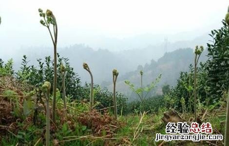 蕨菜的田间管理要点有哪些 蕨菜的田间管理要点