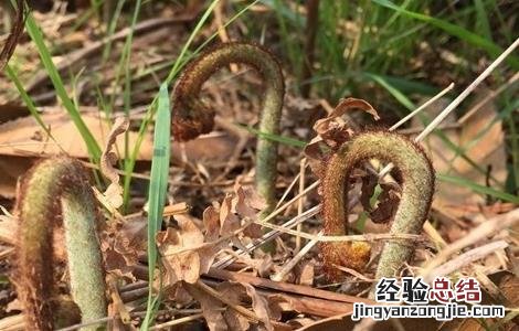 蕨菜的田间管理要点有哪些 蕨菜的田间管理要点