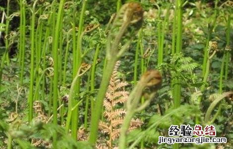 蕨菜的田间管理要点有哪些 蕨菜的田间管理要点