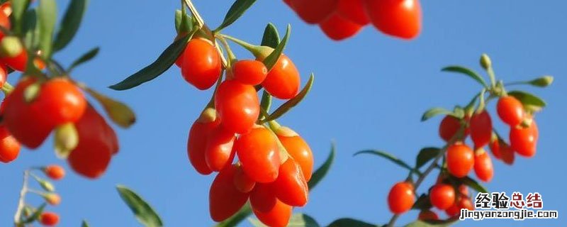 枸杞过期了还能吃嘛 过期的枸杞还能吃吗
