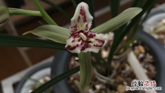 兰花花苞识别品种图片 兰花花苞识别品种