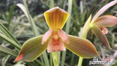 蝴蝶兰花花期多久 蝴蝶兰花花期多久施肥