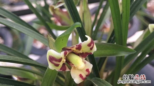 建兰开花预示着什么 建兰开花预示着什么意义