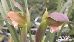 兰花夏天开花吗? 兰花夏天开花吗