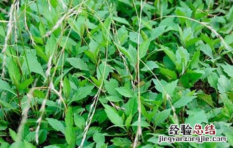 马兰种植方法和时间 马兰种植需要注意的几点