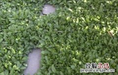 马兰种植方法和时间 马兰种植需要注意的几点