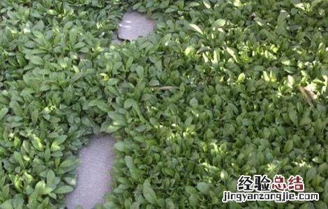 马兰种植方法和时间 马兰种植需要注意的几点