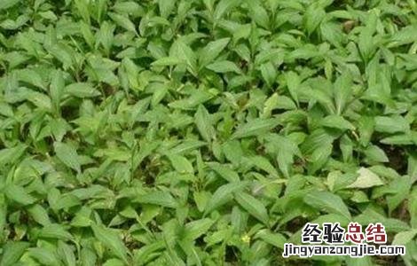 马兰种植方法和时间 马兰种植需要注意的几点