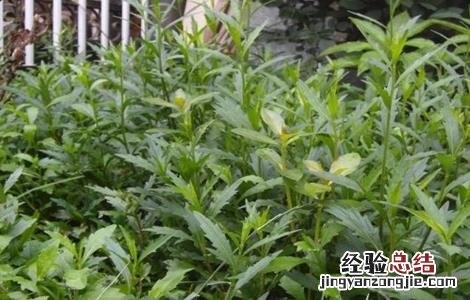 马兰种植方法和时间 马兰种植需要注意的几点