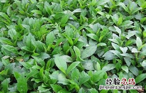 马兰种植方法和时间 马兰种植需要注意的几点