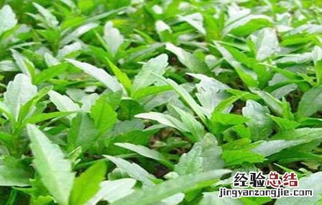 马兰种植方法和时间 马兰种植需要注意的几点