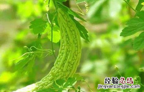 苦瓜化瓜的原因有哪些 苦瓜化瓜的原因有哪些呢
