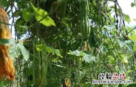 苦瓜化瓜的原因有哪些 苦瓜化瓜的原因有哪些呢