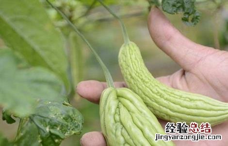 苦瓜化瓜的原因有哪些 苦瓜化瓜的原因有哪些呢
