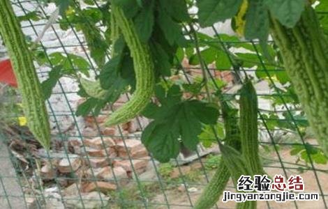 苦瓜化瓜的原因有哪些 苦瓜化瓜的原因有哪些呢