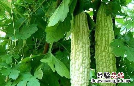 苦瓜化瓜的原因有哪些 苦瓜化瓜的原因有哪些呢