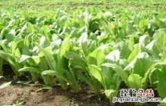 莴苣怎么施肥 莴苣怎么施肥视频