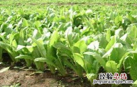 莴苣怎么施肥 莴苣怎么施肥视频