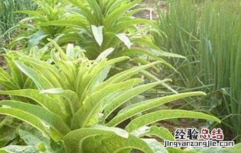 莴苣怎么施肥 莴苣怎么施肥视频
