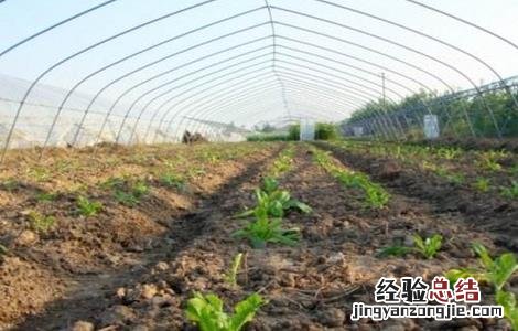莴苣怎么施肥 莴苣怎么施肥视频
