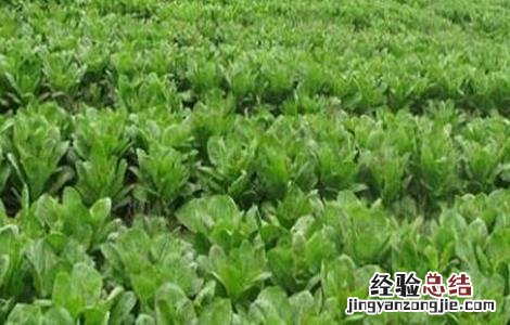 莴苣怎么施肥 莴苣怎么施肥视频