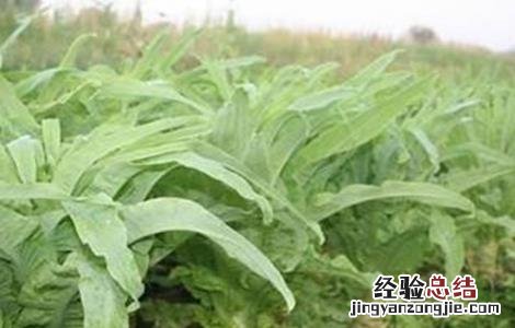 莴苣怎么施肥 莴苣怎么施肥视频
