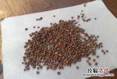 莱菔子的功效与作用及禁忌 莱菔子