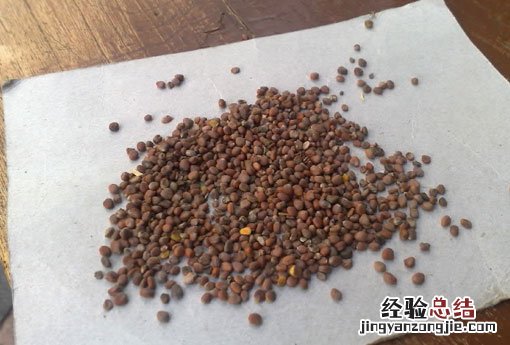 莱菔子的功效与作用及禁忌 莱菔子