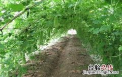 苦瓜不结瓜的原因及预防方法 苦瓜不结瓜的原因及预防方法是什么