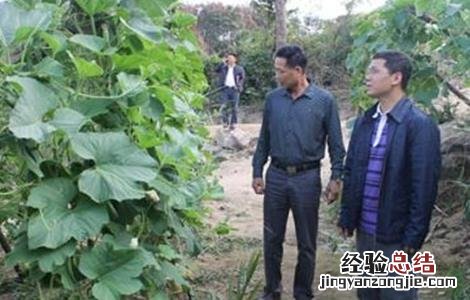 苦瓜不结瓜的原因及预防方法 苦瓜不结瓜的原因及预防方法是什么