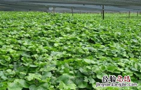 山葵的种植条件 山葵的种植条件是什么