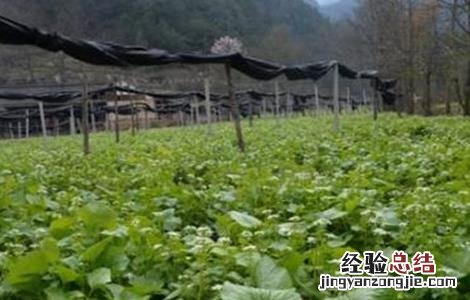 山葵的种植条件 山葵的种植条件是什么