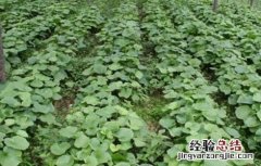 山葵的种植条件 山葵的种植条件是什么