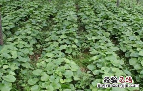 山葵的种植条件 山葵的种植条件是什么