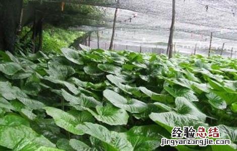 山葵的种植条件 山葵的种植条件是什么