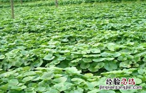 山葵的种植条件 山葵的种植条件是什么