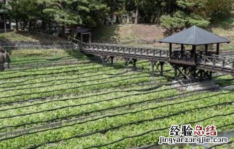 山葵种植注意事项 山葵种植注意事项视频