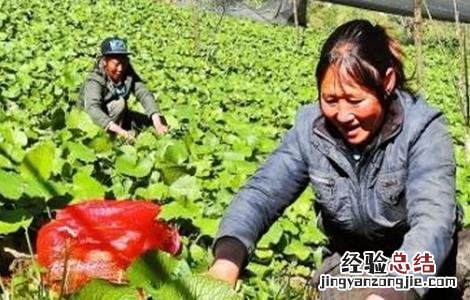 山葵种植注意事项 山葵种植注意事项视频