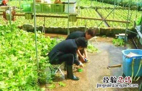 山葵种植注意事项 山葵种植注意事项视频