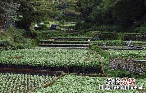 山葵种植注意事项 山葵种植注意事项视频