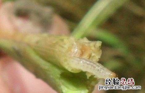 豆角钻心虫的防治技术视频 豆角钻心虫的防治技术