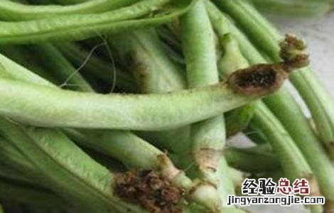 豆角钻心虫的防治技术视频 豆角钻心虫的防治技术