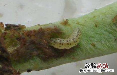 豆角钻心虫的防治技术视频 豆角钻心虫的防治技术