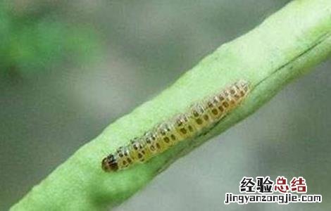 豆角钻心虫的防治技术视频 豆角钻心虫的防治技术