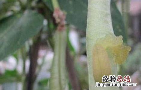 豆角钻心虫的防治技术视频 豆角钻心虫的防治技术