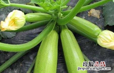 西葫芦不结瓜是什么原因 西葫芦为什么不结瓜怎么回事