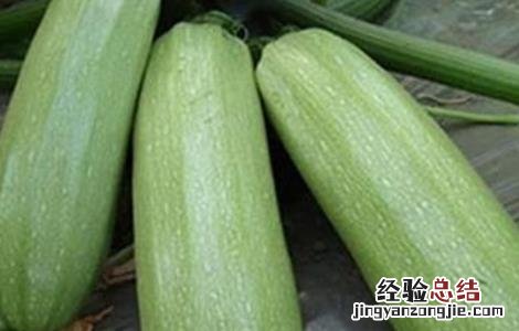 西葫芦不结瓜是什么原因 西葫芦为什么不结瓜怎么回事